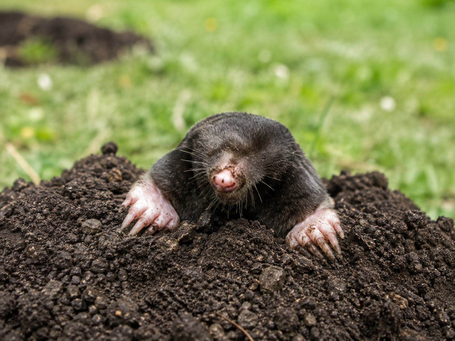 Mol in de tuin